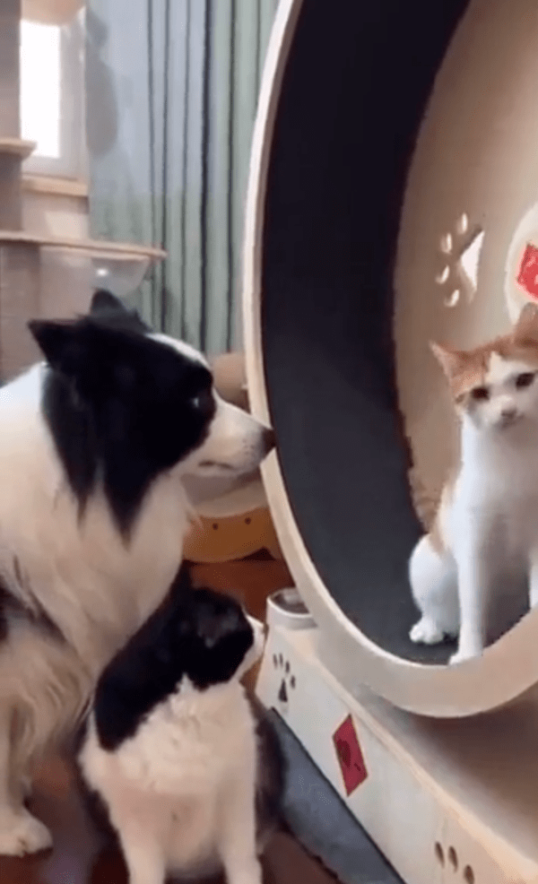 출처 : Reddit / 그래도 계속 캣휠 자리를 사수하고 있는 고양이