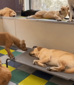 잠꼬대로 흔들리는 리트리버, 친구들의 따뜻한 배려