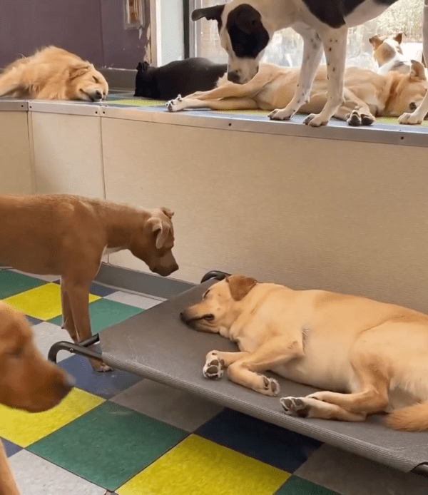 출처 : Reddit / 리트리버가 괜찮은 건지 관심을 가지는 강아지들