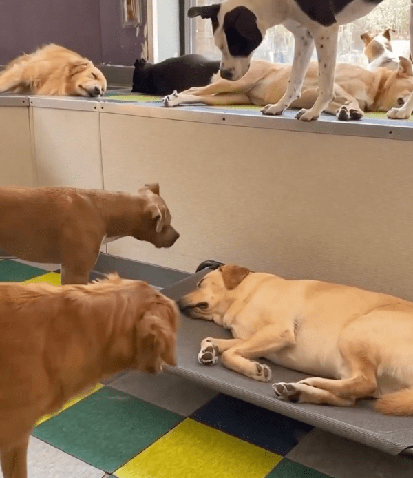 출처 : Reddit / 자고 있는 리트리버의 냄새를 맡아보는 듯한 강아지