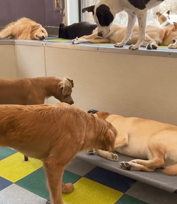 출처 : Reddit / 친구가 진심으로 걱정이 되는 듯 바라보는 강아지들의 따뜻한 마음