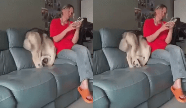 출처 : Reddit / 이상한 포즈로 주인에게 기대고 있는 허스키