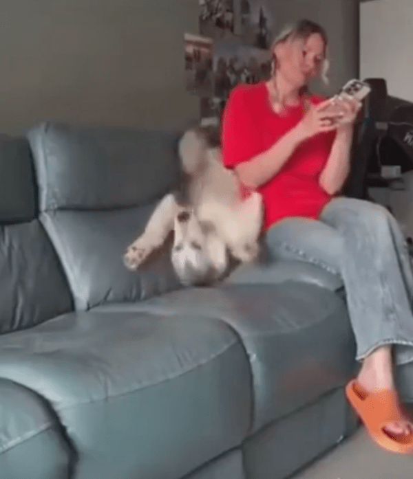 출처 : Reddit / 주인과 소파 사이 틈으로 미끄러지는 허스키