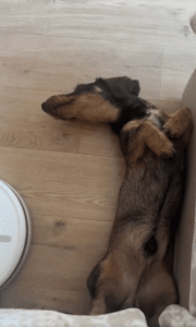 로봇청소기와 닥스훈트의 특별한 공존의 이유는 귀찮음?