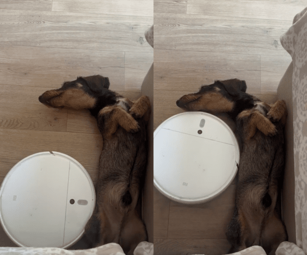 출처 : Reddit / 바로 옆까지 왔는데도 도망가지 않고 가만히 있는 닥스훈트