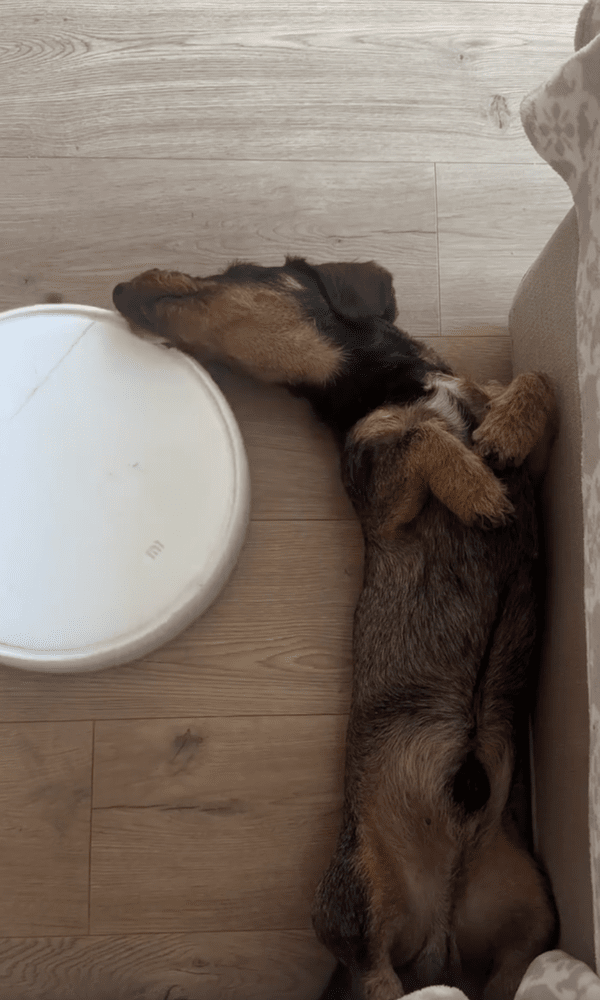 출처 : Reddit / 로봇청소기가 입 앞에 있는데도 움직이지 않는 닥스훈트