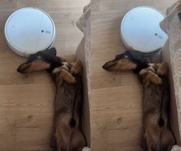 출처 : Reddit / 닥스훈트를 가구로 인식하고 지나가버린 로봇청소기