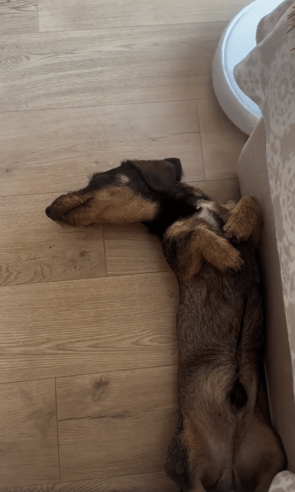 출처 : Reddit / 로봇청소기가 사라지는 그 순간까지 누워 있는 닥스훈트