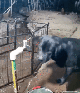 수도꼭지를 사용하는 래브라도 리트리버의 놀라운 지능