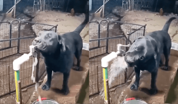 출처 : Reddit / 수도꼭지를 더 열어 물이 콸콸 나오게 하는 리트리버