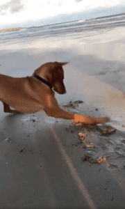 갯벌에서의 비즐라, 사냥 본능을 깨우다