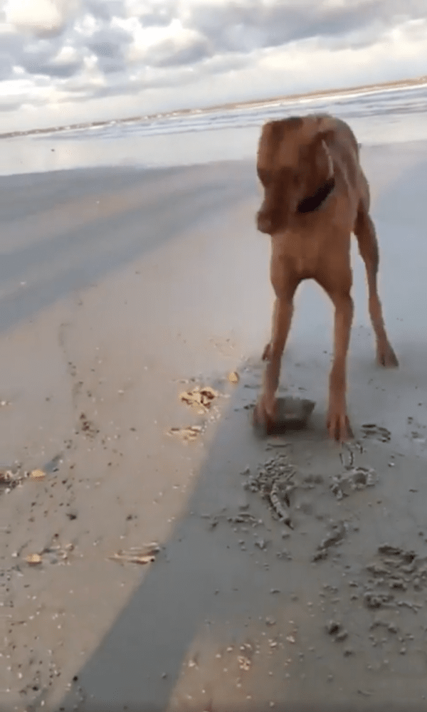 출처 : Reddit / 너무 재미있는지 잠시 쉬고 또 놀려는 비즐라