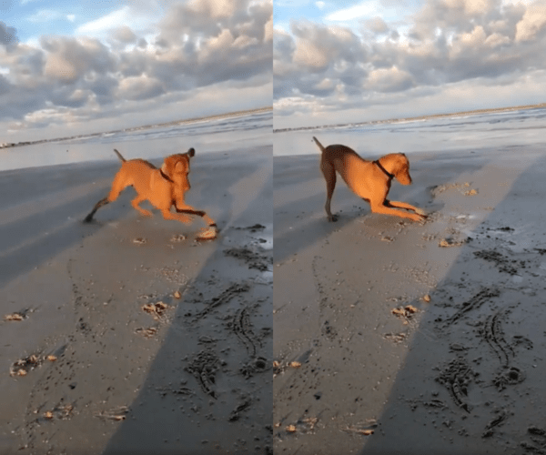 출처 : Reddit / 이렇게 재밌는 조개는 처음이야!