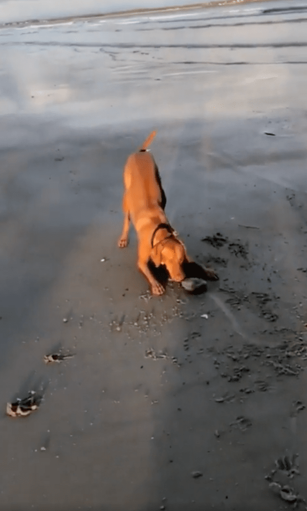 출처 : Reddit / 조개를 보고 장난감인 줄 아는 비즐라