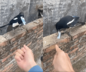 까치와 인간의 독특한 거래: 벌레와 돈의 신속한 교환