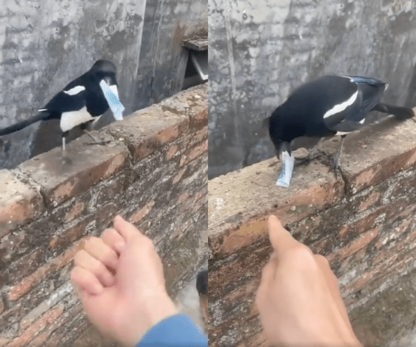 출처 : Reddit / 돈을 물고 사람 손에 있는 무언가를 노리는 까치