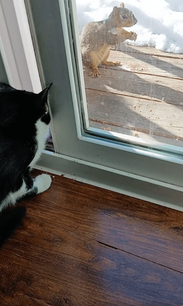 출처 : Reddit / 눈 앞에 있는 다람쥐를 바라보는 고양이