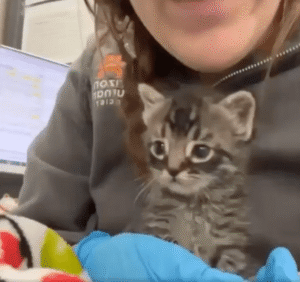 아기 고양이와 주인의 특별한 교감