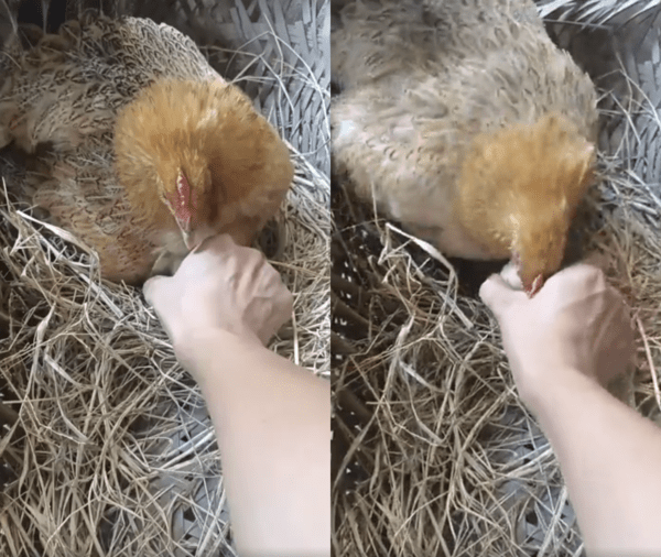 출처 : Reddit / 알을 가져가려 하자 부리로 쪼아대는 암탉