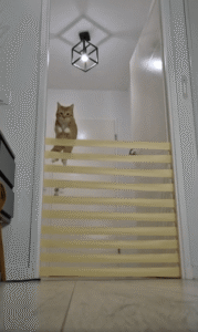 끈질긴 도전의 끝, 고양이가 선택한 새로운 길