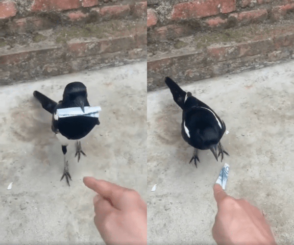 출처 : Reddit / 물물교환하기 싫은 까치와 돈을 원하는 사람