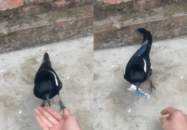 출처 : Reddit / 벌레를 먹고 사람이 돈을 집기 전에 빠르게 돈을 회수한 까치