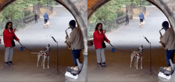 출처 : Reddit / 연주에 맞춰 하울링하는 달마시안