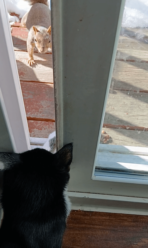 출처 : Reddit / 앞발을 뻗어보지만 아슬아슬하게 멀리 있는 다람쥐