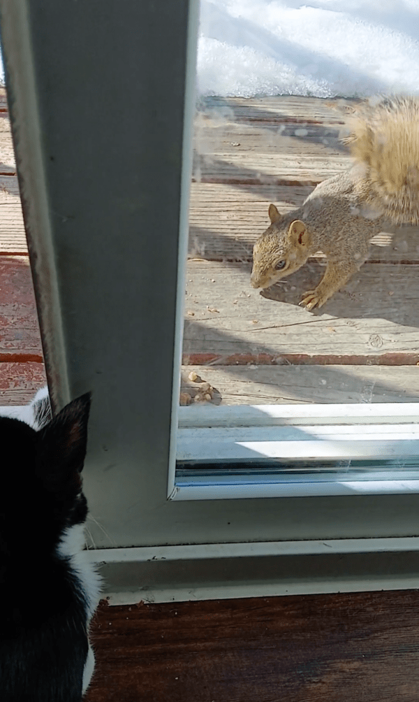 출처 : Reddit / 고양이 앞발 앞에 있는 도토리를 노리는 다람쥐