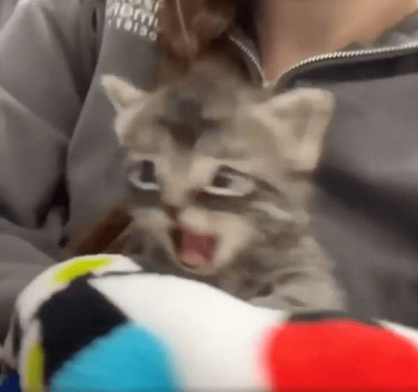 출처 : Reddit / 주인에게 안겨 있는 아기 고양이