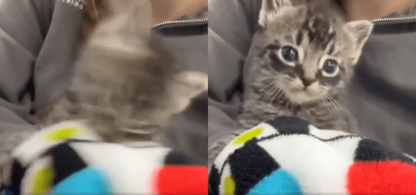 출처 : Reddit / 주인을 따라 담요를 입에 물고 흔드는 아기 고양이