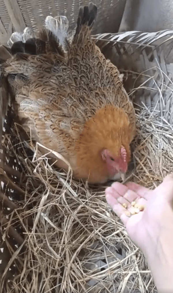 출처 : Reddit / 주인 손에 있는 모이를 발견한 암탉