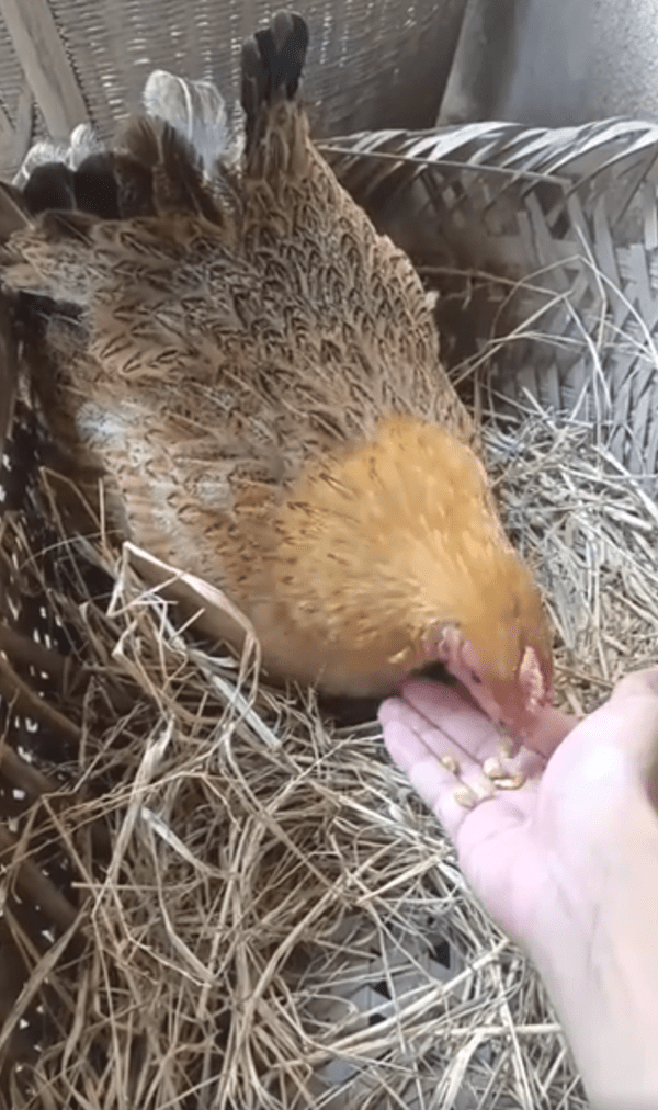 출처 : Reddit / 모이를 먹기 시작한 암탉