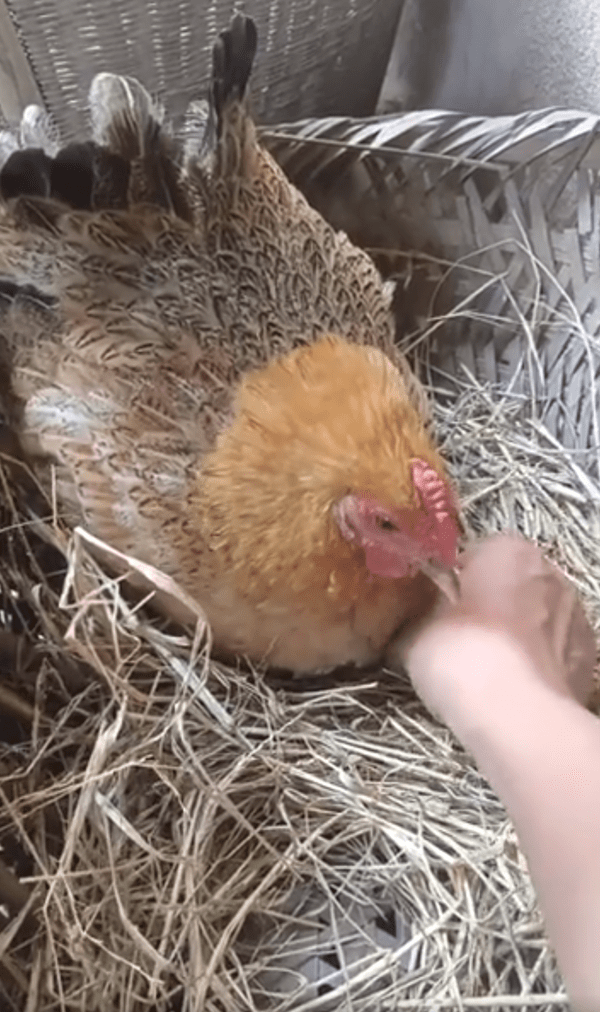 출처 : Reddit / 모이를 주고 나서 알을 가져가려는 주인