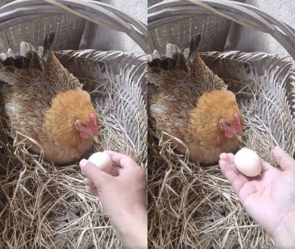 출처 : Reddit / 알을 가져가도 괜찮은 듯 바라보고 있는 암탉