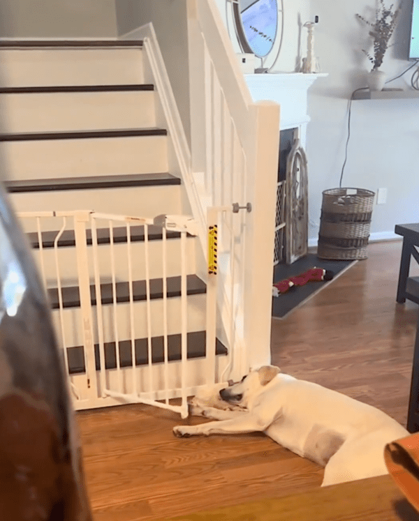 출처 : Reddit / 앞발만 움직이는 리트리버