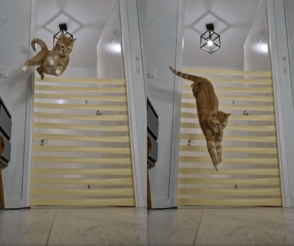 출처 : Reddit / 문을 타고 13줄을 넘는 고양이