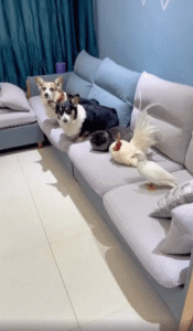 반려동물 소개 시간에 혼자 인상쓰는 웰시