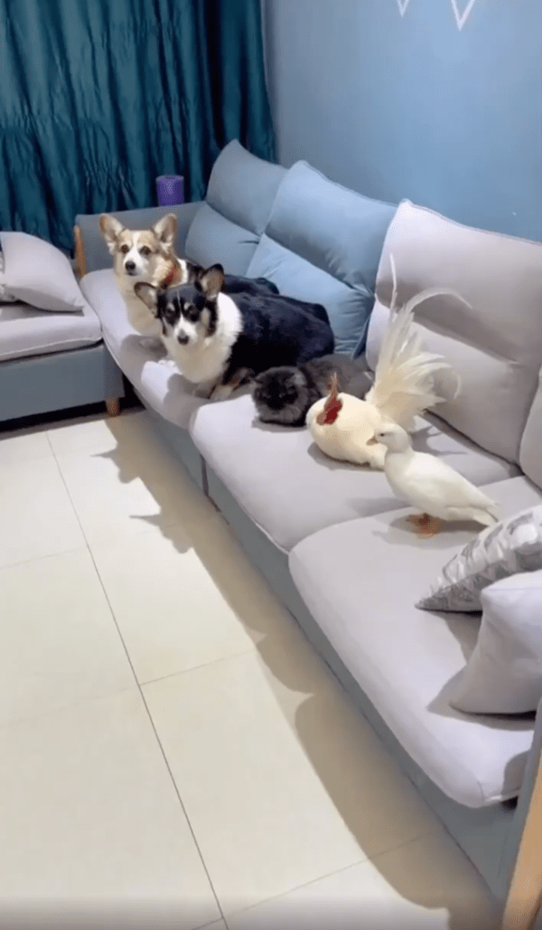 출처 : Reddit / 한 가정에 있는 여러 종류의 반려동물들