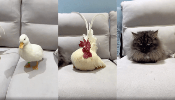 출처 : Reddit / 포토 타임을 가지는 듯한 오리, 닭, 고양이