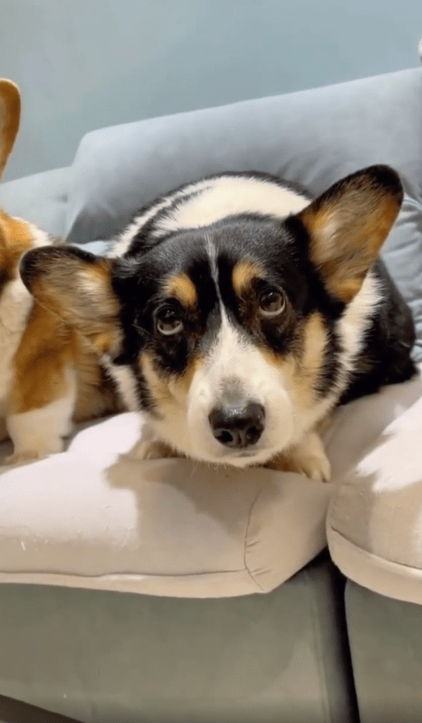 출처 : Reddit / 카메라가 다가오자 엎드려서 카메라를 여유롭게 바라보는 웰시코기