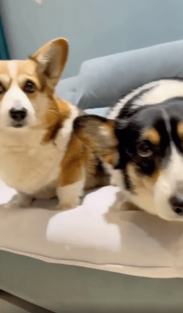 출처 : Reddit / 웰시코기 옆 또 웰시코기