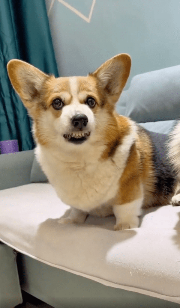 출처 : Reddit / 다른 아이들은 괜찮았어도 나는 별로라개