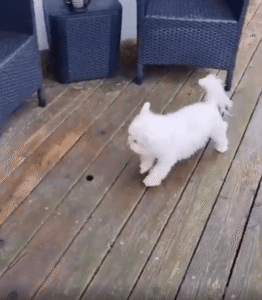 스스로 발을 닦고 집으로 들어오는 똑똑한 강아지