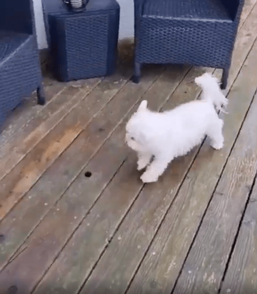 출처 : Reddit / 산책 후 집에 들어가려는 강아지