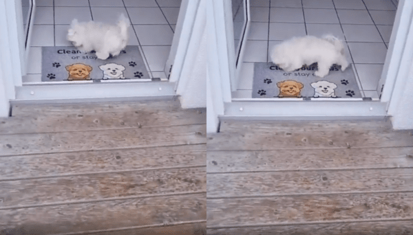 출처 : Reddit / 집안으로 들어가기 위해 발을 발판에 닦는 흰 강아지