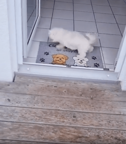 출처 : Reddit / 앞뒤로 깔끔하게 흙을 털어내는 강아지