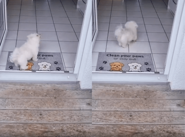 출처 : Reddit / 깨끗히 닦고 집으로 들어가는 흰 강아지