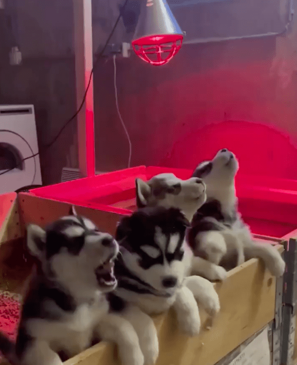 출처 : Reddit / 하울링하는 아기 허스키들