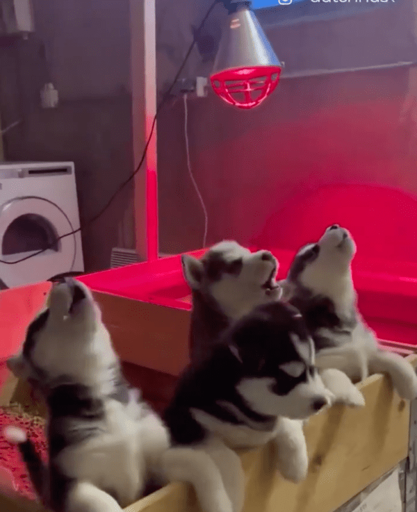 출처 : Reddit / 하울링하는 아기 허스키들